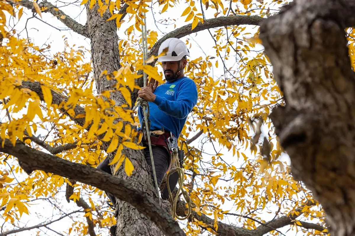 Skilled Tree Pruning crew working in Volborg